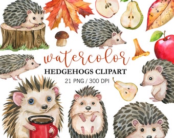 Watercolor Hedgehogs and Autumn leaves clipart PNG, Watercolor animals, Forest clipart, Cute hedgehogs, Watercolor Pears apples, mushrooms