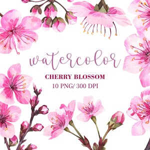 Aquarell Kirschblüte Clip Art, Kirschzweige, Aquarell Blumen Clipart, PNG, Sakura Blumen, Kirschblüten Clipart, rosa Blüte