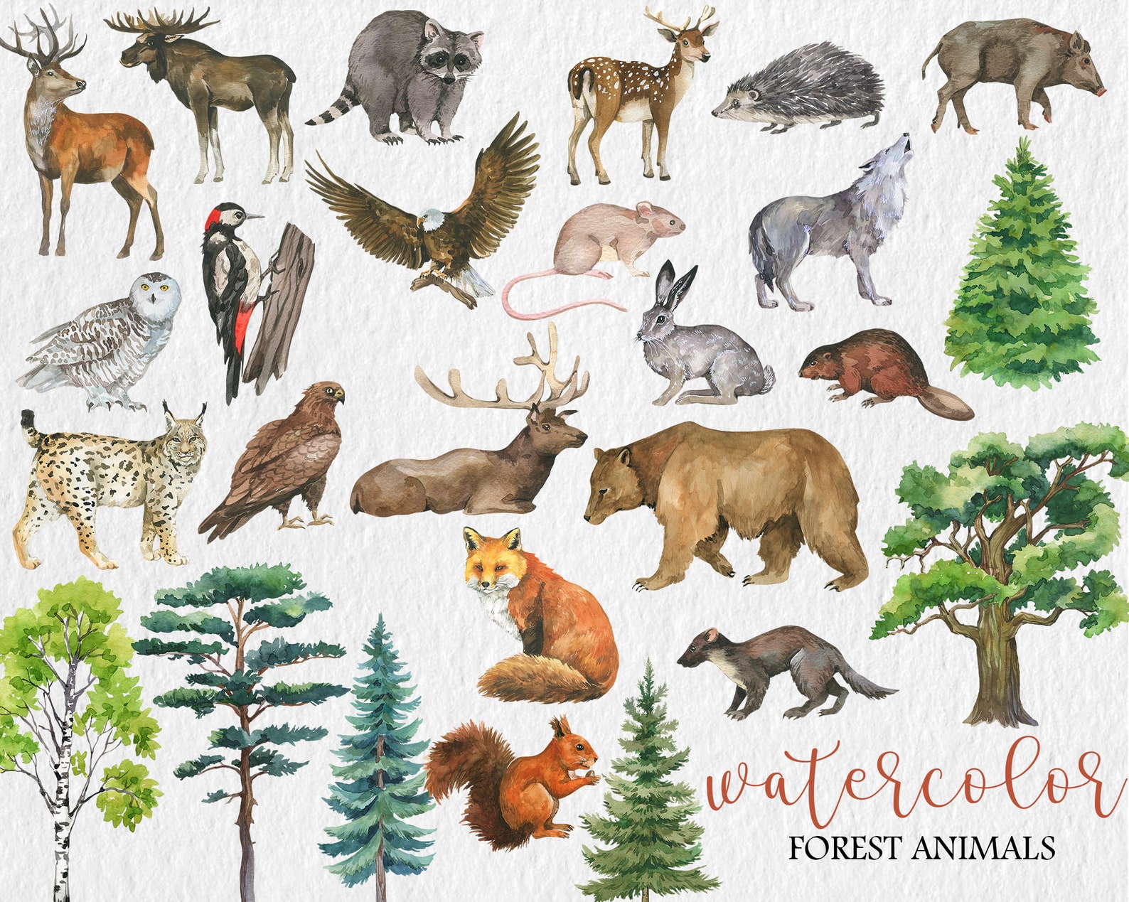 Watercolor Forest Animal Clipart, PNG, Hand Painted Woodland Animals ...