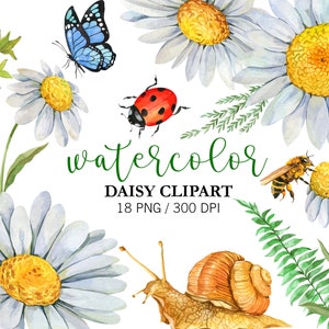 Imágenes prediseñadas de margaritas de acuarela, imágenes prediseñadas de flores, imágenes prediseñadas de bodas, día de la madre, decoración de baby shower, imágenes prediseñadas de flores silvestres, margaritas blancas PNG, arte de verano