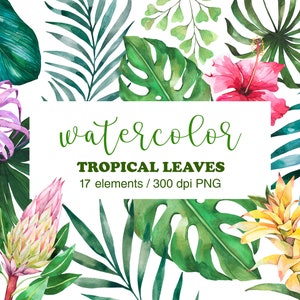 Folhas tropicais aquarela clipart, clipart tropical, PNG, plantas da selva, folhas de palmeira, monstera, download instantâneo, uso comercial, faça você mesmo