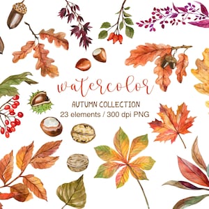 Puede incluir: Ilustración en acuarela de elementos otoñales, que incluyen bellotas, hojas, bayas y nueces. La imagen presenta una variedad de follaje de otoño en tonos naranja, rojo y amarillo. El texto dice "watercolor AUTUMN COLLECTION 23 elements / 300 dpi PNG."