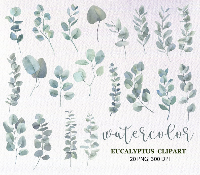May include: A set of 20 watercolor eucalyptus clipart images. The images are in shades of green and blue and are perfect for adding a touch of nature to your designs.