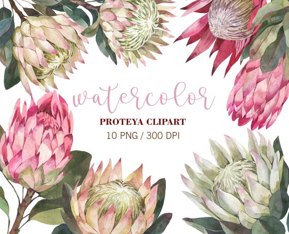 Watercolor Protea Clipart Tropical Summer Flowers Clipart | Etsy