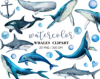 Clipart de ballena en acuarela, clipart de delfín, animales marinos en acuarela, ilustración de ballena azul, decoración de pared náutica, arte infantil, PNG, arte de ballenas