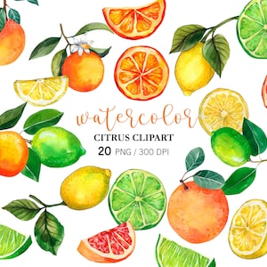 Citrus Watercolor PNG Clipart, Hand Painted Citrus Clipart, Lemon, Lime, Orange, Grapefruit, Citrus Fruit Leaves Clipart