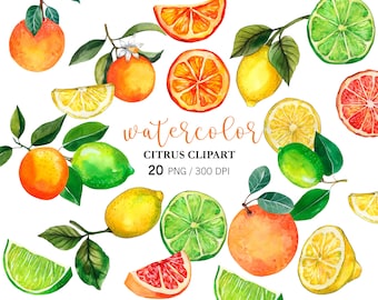Citrus Watercolor PNG Clipart, Hand Painted Citrus Clipart, Lemon, Lime, Orange, Grapefruit, Citrus Fruit Leaves Clipart