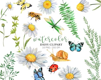 Watercolor White Daisy Clipart: Hand Painted Floral PNG Garden Flowers, Bees, Butterflies Digital Download