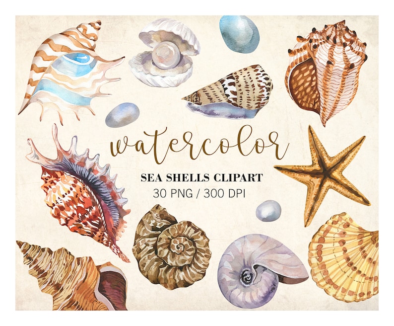 Imágenes prediseñadas de conchas marinas en acuarela, imágenes prediseñadas del océano, conchas de acuarela, imágenes prediseñadas de playa de verano náutico en acuarela, PNG, colección de conchas marinas, bricolaje imagen 1