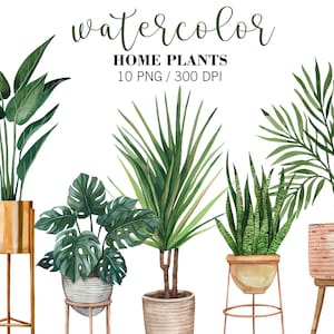 Clipart de plantas caseiras em aquarela, clipart de plantas em vasos, plantas de interior, vegetação em casa, monstera, ficus, dracaena, palmeira. Clipart de planejador, PNG