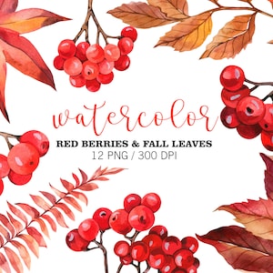 Aquarel Herfst Clipart, Rode Bessen Clipart, PNG, Berry Brunches, Thanksgiving Clipart, Kerst bessen Decor, Herfst Bladeren, Herfst Bruiloft