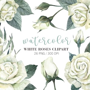 Aquarell weiße Rosen Clipart, Blumen Clipart, Hochzeitsdekor, Braut Grafiken, Handgemalt PNG, Hochzeitseinladung, Blumenschmuck