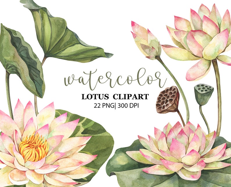 May include: Watercolor illustration of pink and white lotus flowers with green leaves. The flowers are in various stages of bloom, with some fully open and others still in bud. The leaves are a deep green and have a slightly textured surface. The image is titled "Watercolor Lotus Clipart 22 PNG | 300 DPI".