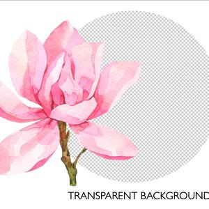 May include: A watercolor painting of a pink magnolia flower with a transparent background.