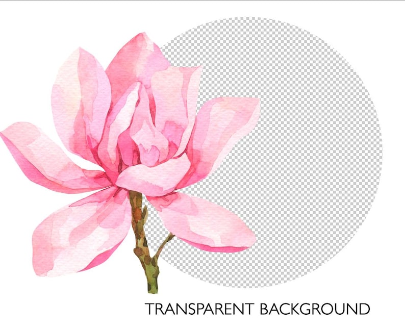 May include: A watercolor painting of a pink magnolia flower with a transparent background.