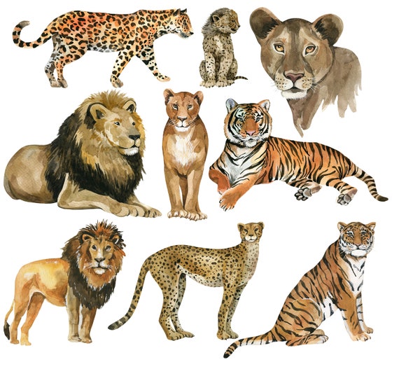Watercolor Wild Cats Clipart Animals Clipart Nursery Decor - Etsy UK Watercolor Wild Cats Clipart Animals Clipart Nursery Decor - Etsy UK
