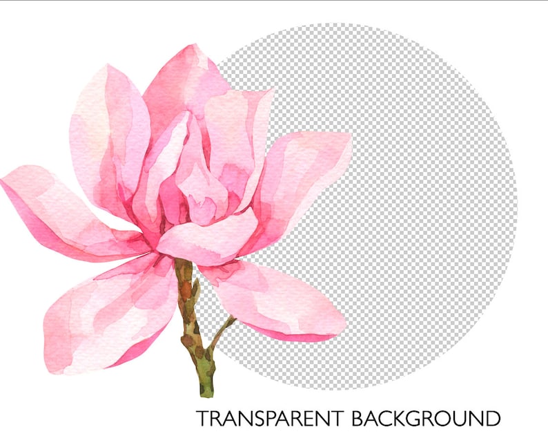 May include: A single pink magnolia flower with a watercolor effect, isolated on a transparent background.