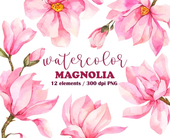Watercolor Pink Magnolia clipart. Spring wedding flower clipart. Spring clipart. Easter Clipart. Watercolour floral clipart. Flowers  PNG
