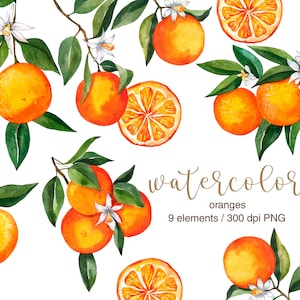 Akvarell apelsiner, PNG, uppsättning citrusapelsiner, handmålad clipart, botanisk, digitala filer, apelsinkvistar, clipartbilder