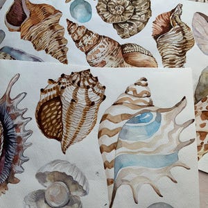 Imágenes prediseñadas de conchas marinas en acuarela, imágenes prediseñadas del océano, conchas de acuarela, imágenes prediseñadas de playa de verano náutico en acuarela, PNG, colección de conchas marinas, bricolaje imagen 4