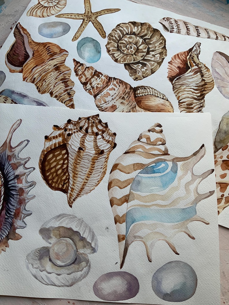 Imágenes prediseñadas de conchas marinas en acuarela, imágenes prediseñadas del océano, conchas de acuarela, imágenes prediseñadas de playa de verano náutico en acuarela, PNG, colección de conchas marinas, bricolaje imagen 4