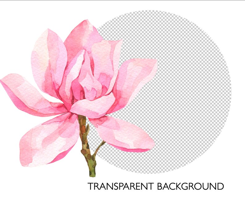 May include: A single pink magnolia flower with a light pink center and green stem. The flower is isolated on a white background with a transparent circle behind it.