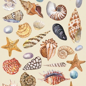Imágenes prediseñadas de conchas marinas en acuarela, imágenes prediseñadas del océano, conchas de acuarela, imágenes prediseñadas de playa de verano náutico en acuarela, PNG, colección de conchas marinas, bricolaje imagen 2