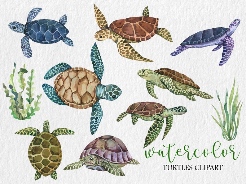 May include: Watercolor illustration of eight sea turtles in various colors and poses. The turtles are surrounded by seaweed and grass. The text "watercolor turtles clipart" is written below the turtles.