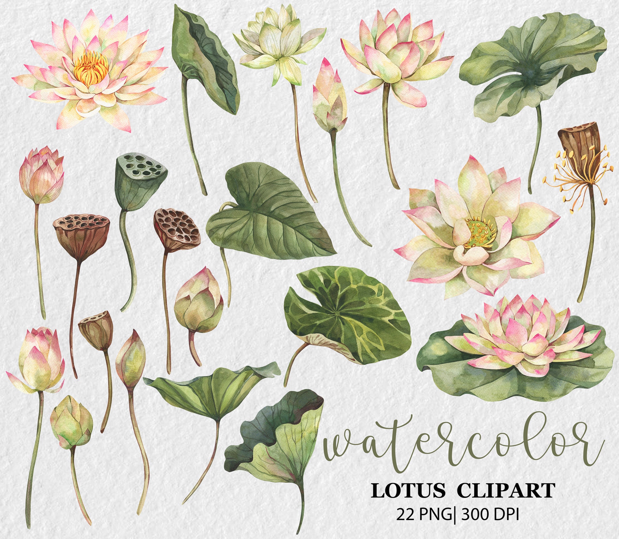 Watercolor Lotus Clipart Water Lilies Lotus Flower Lotus | Etsy