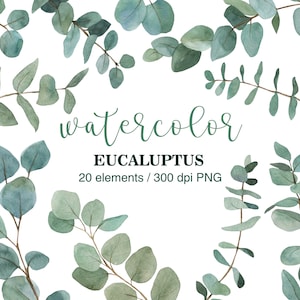 Aquarelle eucalyptus clipart, feuilles d'eucalyptus, branches d'eucalyptus, mariage verdure clipart eucalyptus, clipart été, eucalyptus PNG