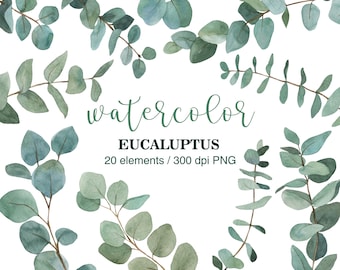 Watercolor Eucalyptus clipart, Eucalyptus leaves, Eucalyptus branches, Wedding greenery clipart eucalyptus, Summer clipart, PNG eucalyptus
