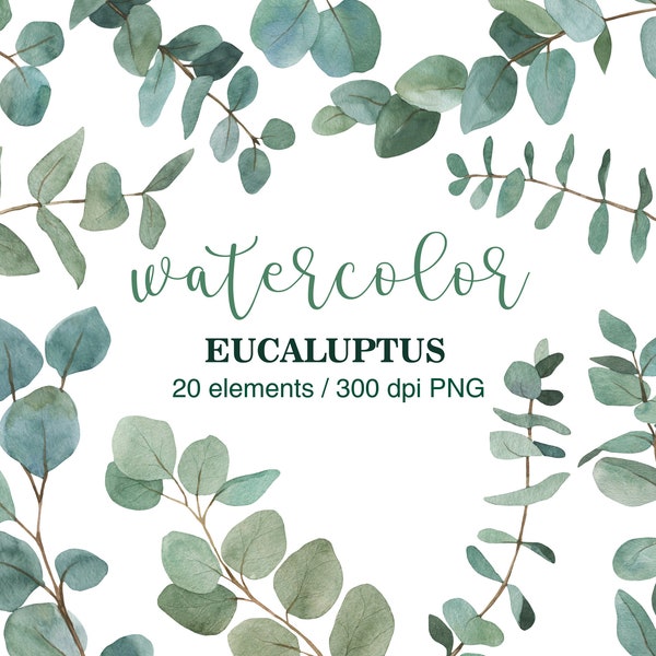 Watercolor Eucalyptus clipart, Eucalyptus leaves, Eucalyptus branches, Wedding greenery clipart eucalyptus, Summer clipart, PNG eucalyptus