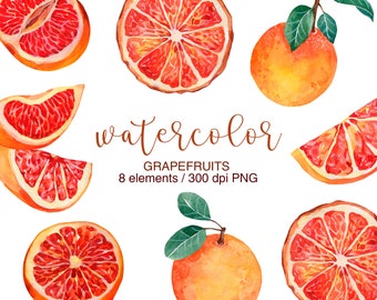 Grapefruit Clipart, Watercolor citrus clipart, Citrus fruit, Tropical Fruit, Citrus Summer Clipart, Holiday Clip Art, PNG, Orange clipart