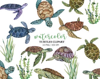 Tortugas marinas en acuarela, imágenes prediseñadas de tortugas marinas, lindas imágenes PNG para baby shower, cumpleaños y guardería, ilustraciones de animales marinos pintadas a mano.