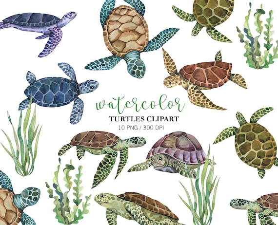 Watercolor Sea Turtles Clipart clipart, Cute Turtle PNG for Baby Shower, Birthday & Nursery Art, Hand-Painted Ocean Animal Illustrations