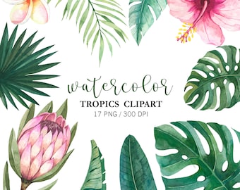 Hojas tropicales PNG Clipart Acuarela, Decoración tropical, Clipart de verano, Ramo tropical Flores de protea, Decoración de boda de palma monstera