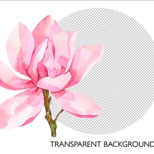 May include: A watercolor painting of a pink magnolia flower with a transparent background.