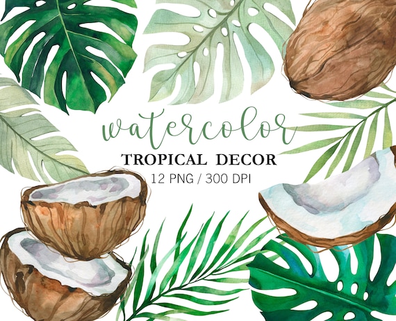 Coconut PNG Tropical clipart, Watercolor Tropics, Monstera Clipart, Jungle clipart,  Hawaii wedding, Palm leaf, Greenery Clipart