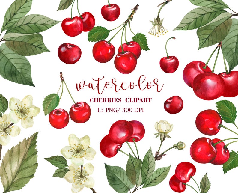 Watercolor Cherry Clip Art, Hand painted Cherries, Cherry fruit trees, Watercolor fruit clipart, Watercolor Floral clipart, Cherry PNG image 1