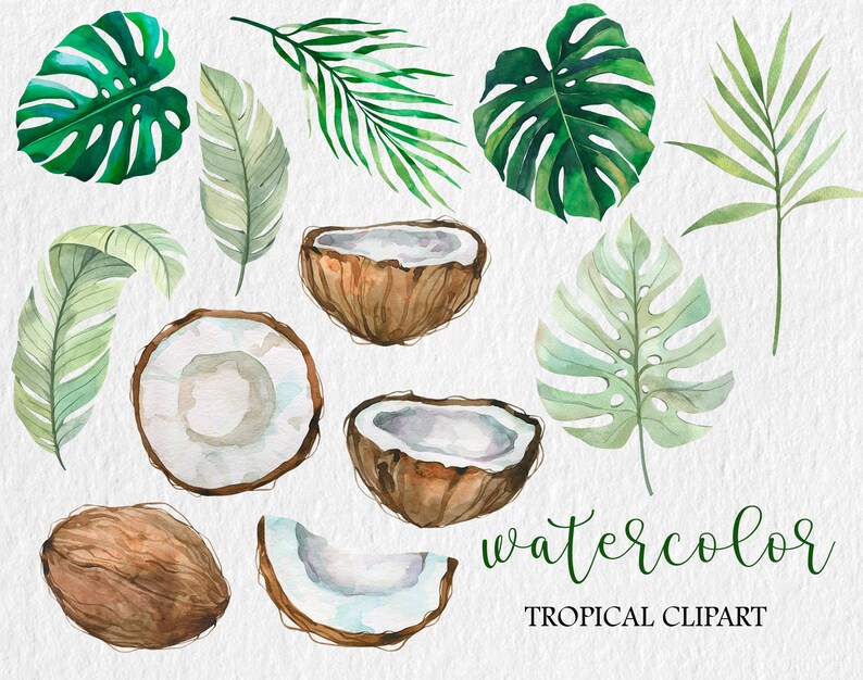 May include: Watercolor clipart featuring tropical leaves and coconuts. The leaves are green and the coconuts are brown with white interiors. The text "watercolor tropical clipart" is written in green at the bottom of the image.