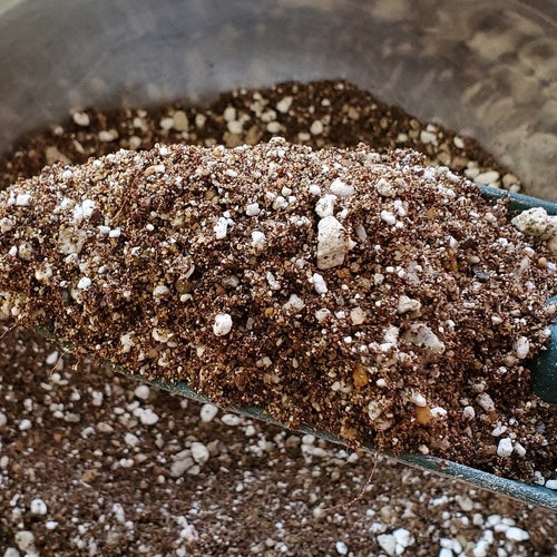 Lithopssucculentcactibonsai Soil Etsy