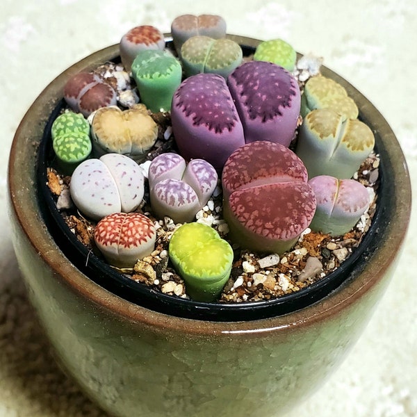 Lithops PICK YOUR POT *All New!* live plants assorted size ~10-25 lithops ea. 2.5" pot Free Priority Shipping! Beginner Friendly!