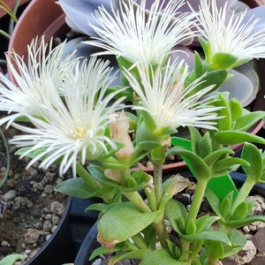 Kanna seeds 20 Sceletium tortuosum