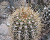 Trichocereus terscheckii 20 seeds Argentine saguaro