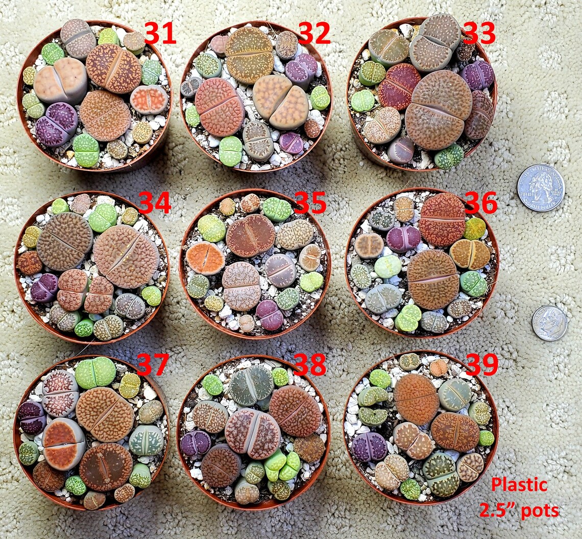 Lithops PICK YOUR POT live plant smallmed size 1025 lithops Etsy