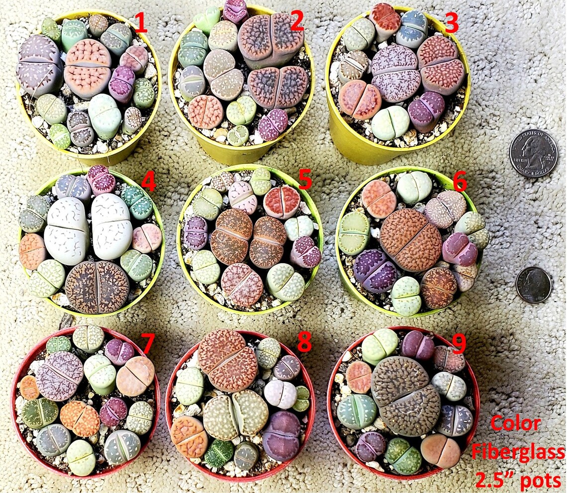 Lithops PICK YOUR POT live plant smallmed size 1025 lithops Etsy