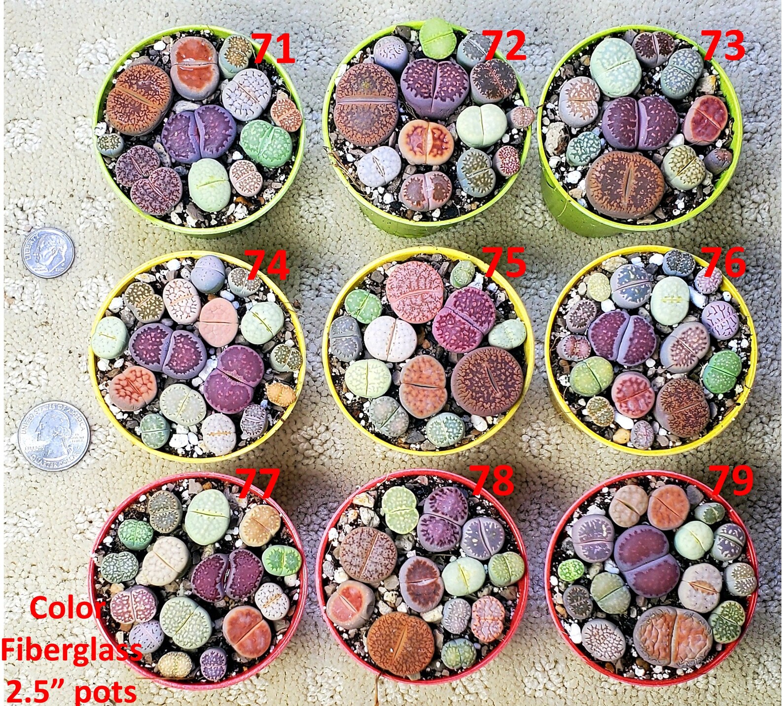 Lithops PICK YOUR POT live plant smallmed size 1025 lithops Etsy