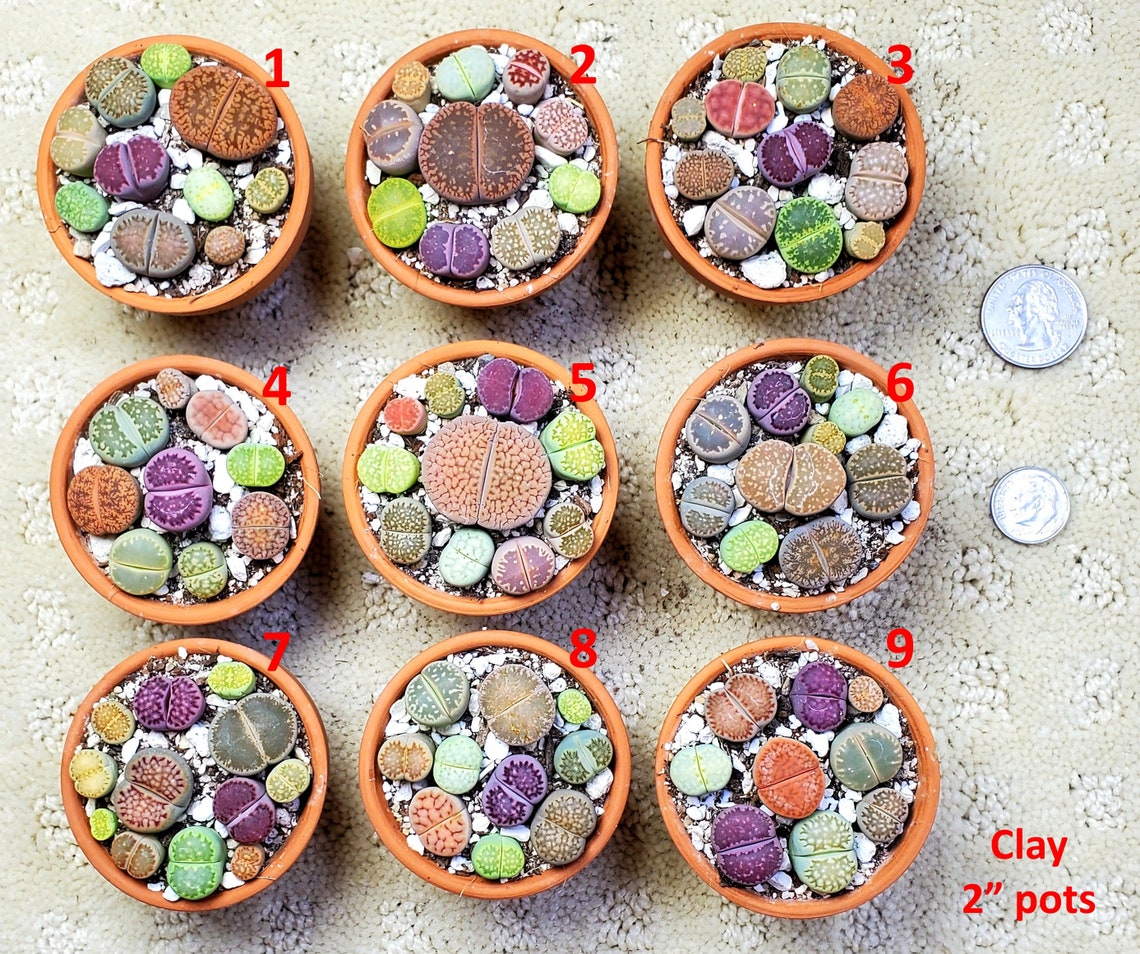Lithops PICK YOUR POT live plant smallmed size 1025 lithops Etsy