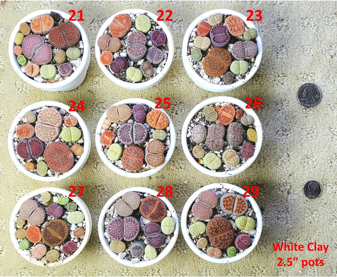 Lithops PICK YOUR POT live plant smallmed size 1025 lithops Etsy