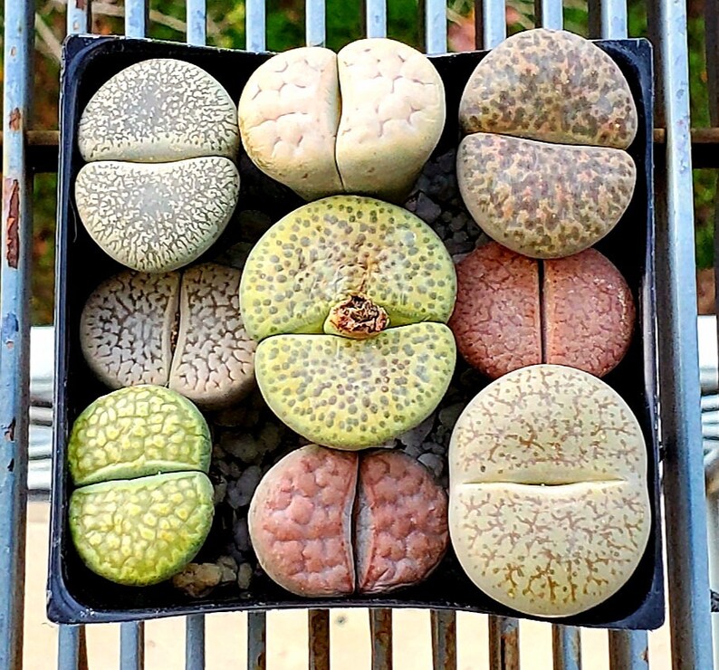 Lithops Seeds- 50 Seeds of 2 Lithops Varieties - Random Grab Bag! - Etsy